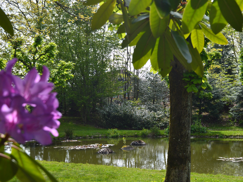 Seerose im Vordergrund, im Hintergrund ein Teich