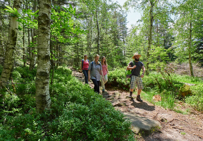Vier Wanderer in einem grünem Wald auf einem Wanderweg die, die Augenblick-Runde wandern