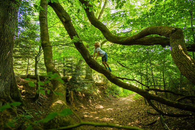 Ein großer Ast erstreckt sich vertikal über einen Waldweg. Ein Kind klettert darauf und hält sich fest, während es den Weg unter sich überblickt. Rundherum ist dichter Wald