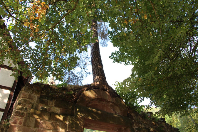 Ein Baum wächst auf einer Mauer