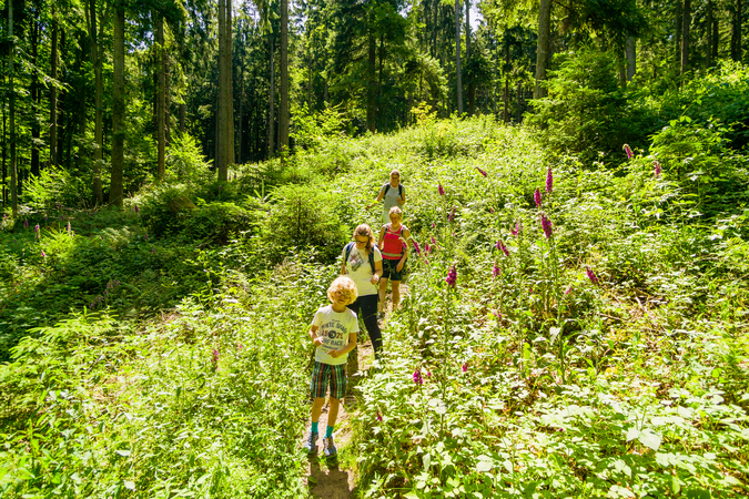 Wanderer im Wald
