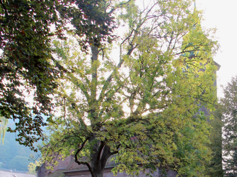 Eine historische Kirche mit einem großen, blätterreichen Baum im Vordergrund, umgeben von weiterer Vegetation.