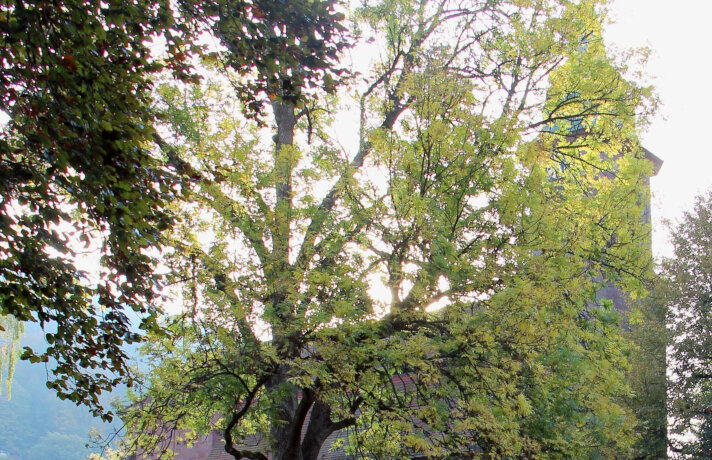 Eine historische Kirche mit einem großen, blätterreichen Baum im Vordergrund, umgeben von weiterer Vegetation.